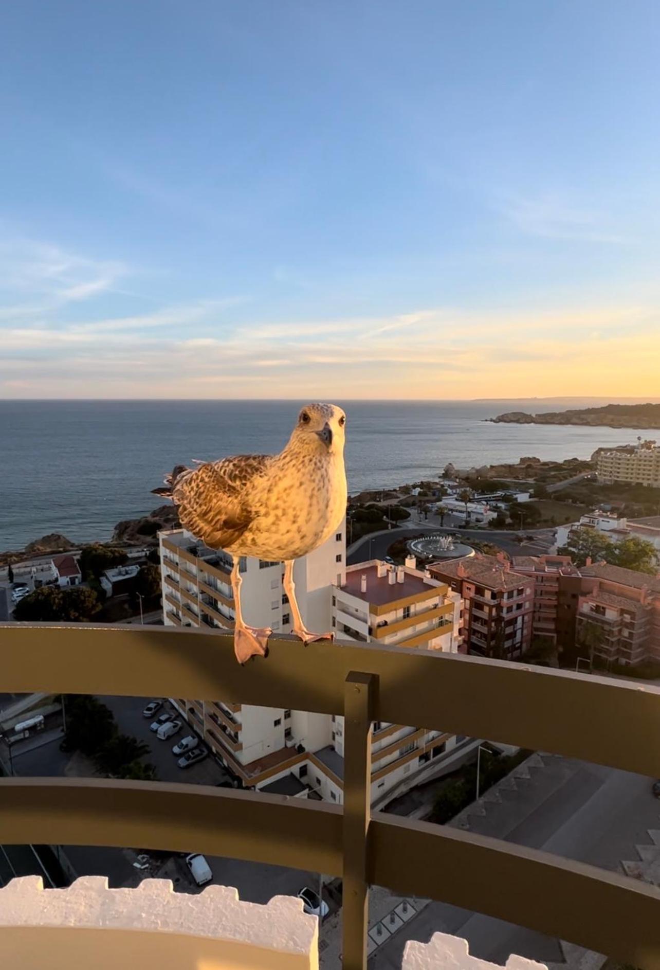 Top Ocean View Apartment - Amazing Sunset - Modern Style - Pool & 200M To Beach Portimão Zewnętrze zdjęcie